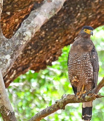 Walkers Tours – airline & tickets in Sri Lanka – photo 5