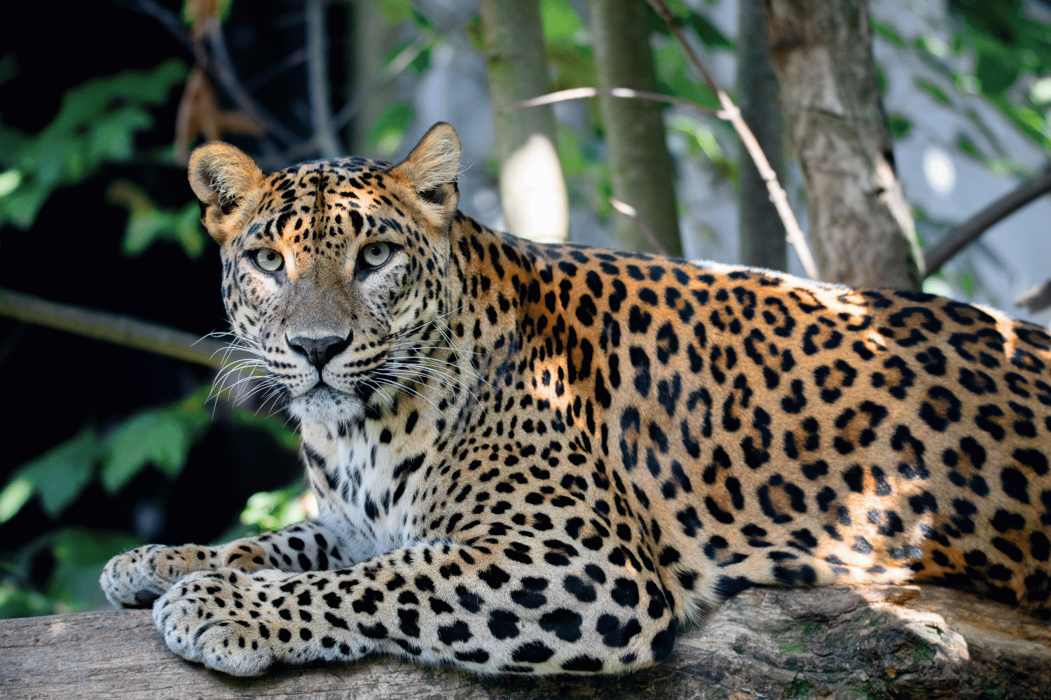 Leopard